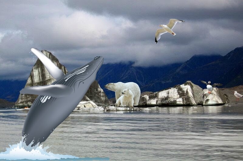 Humpback Whale Breaching — Gray, Dramatic