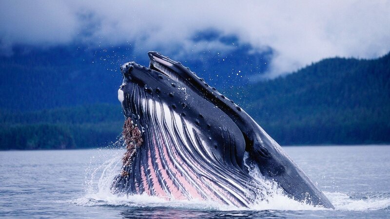 Humpback Whale Breaching — Mountains