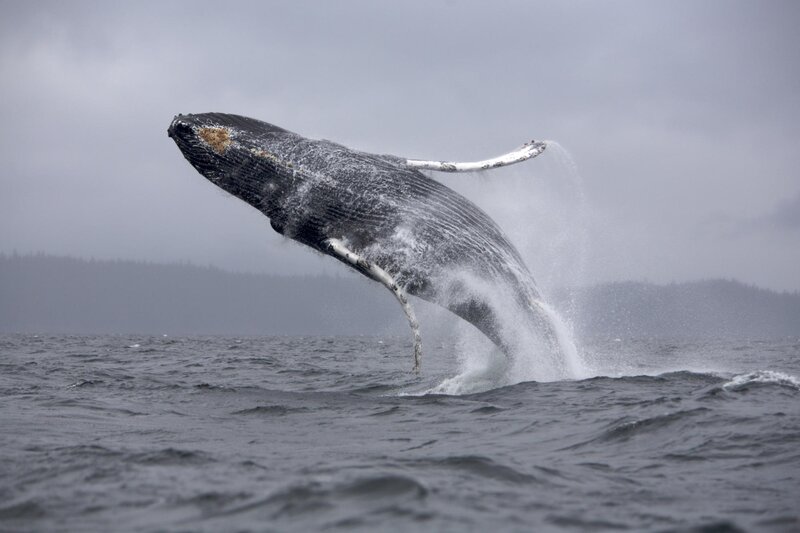 Humpback Whale Breaching — Ocean