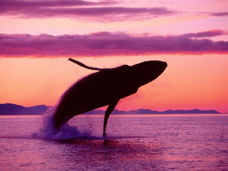 Humpback Whale Breaching — Purple, Dramatic