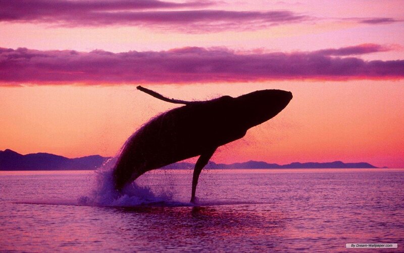 Humpback Whale Breaching — Purple