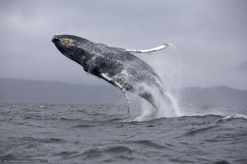 Humpback whale breaching