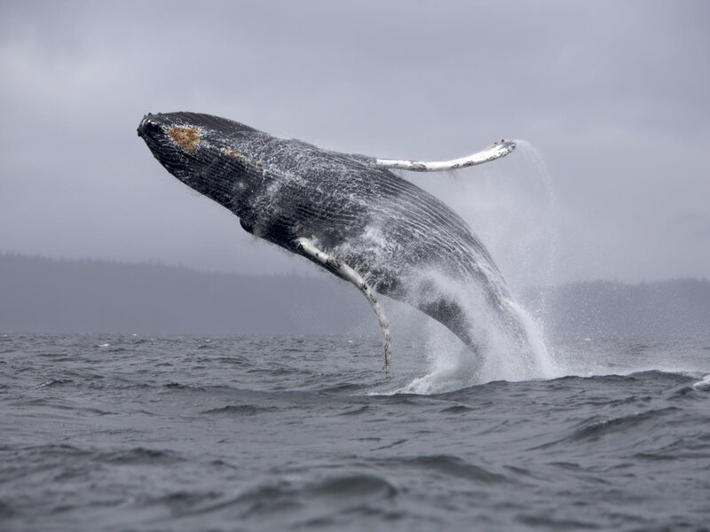 Humpback Whale Breaching — Trees