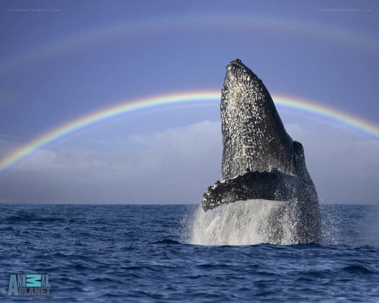 Humpback whale breaching with rainbow