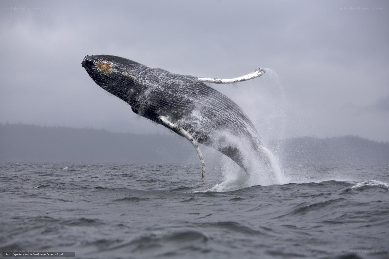 Humpback whale breaching