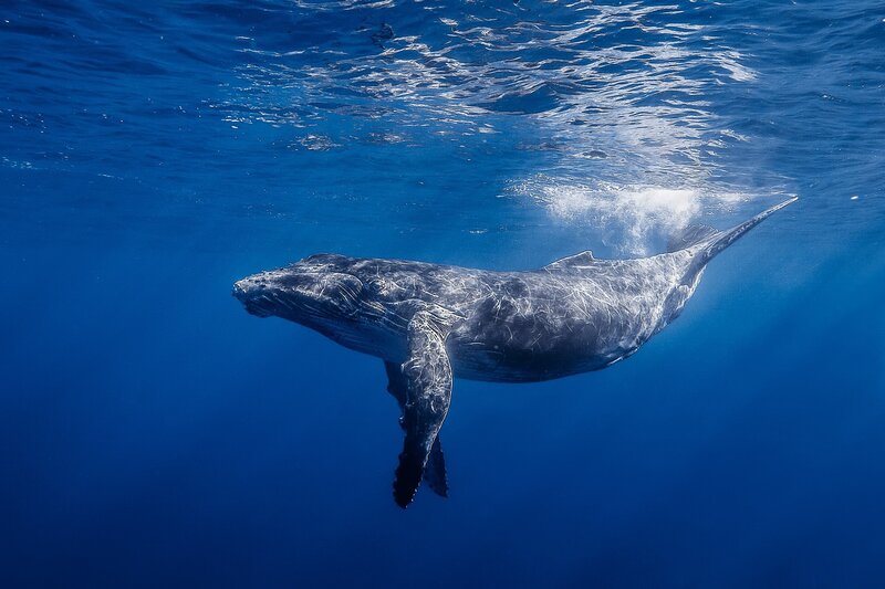 Humpback Whale Calf — Blue