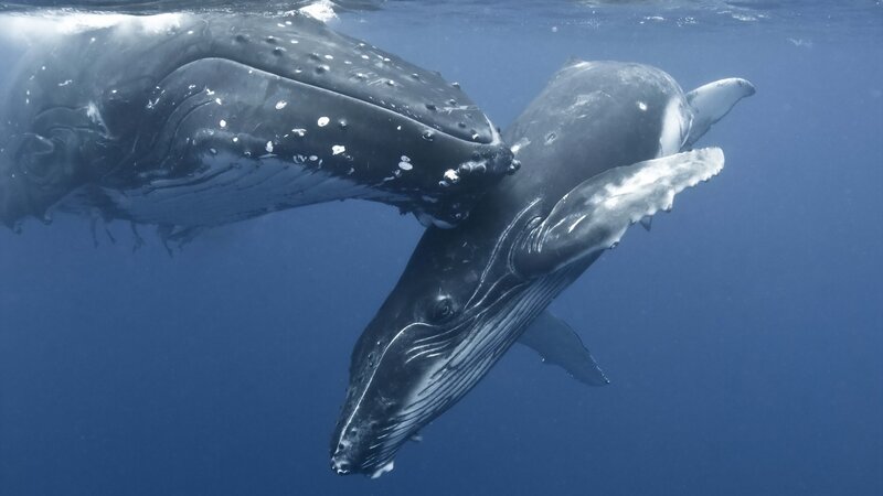 Humpback Whale Calf