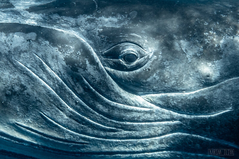 Humpback Whale Eye