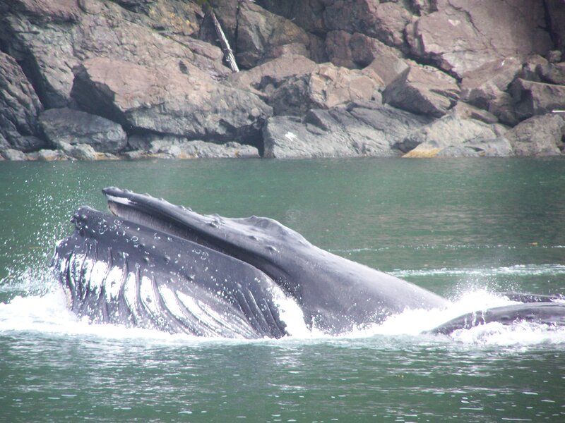 Humpback whale feeding