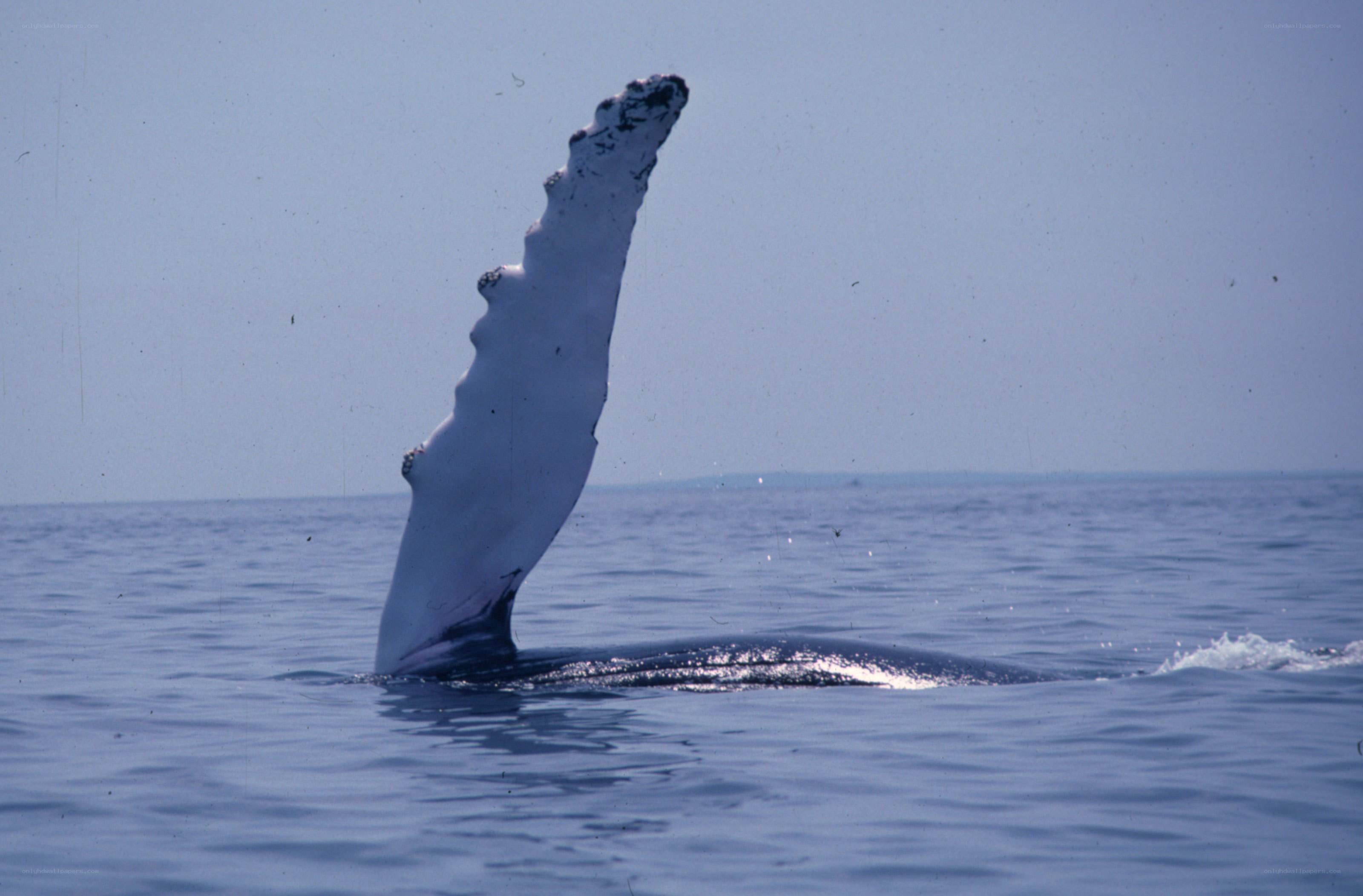 humpback whale fluke