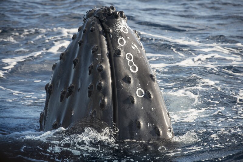 Humpback Whale Head