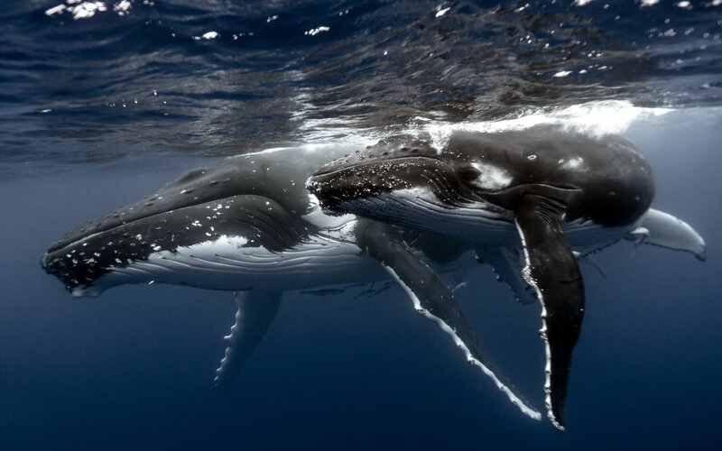Humpback Whale Mother and Calf — Blue