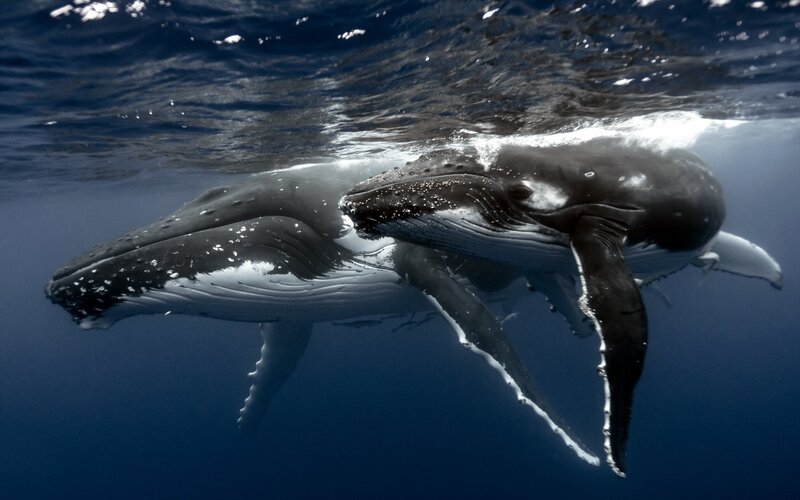 Humpback Whale Mother and Calf
