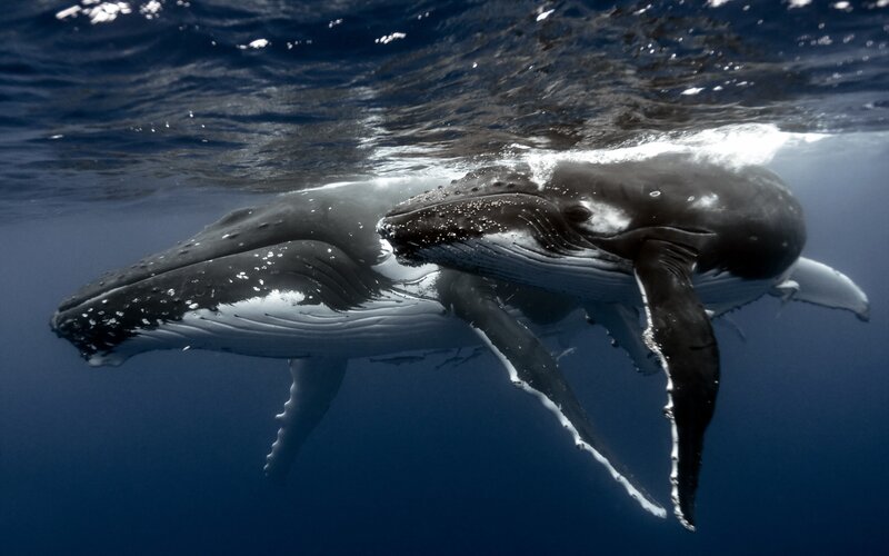 Humpback Whale Pair