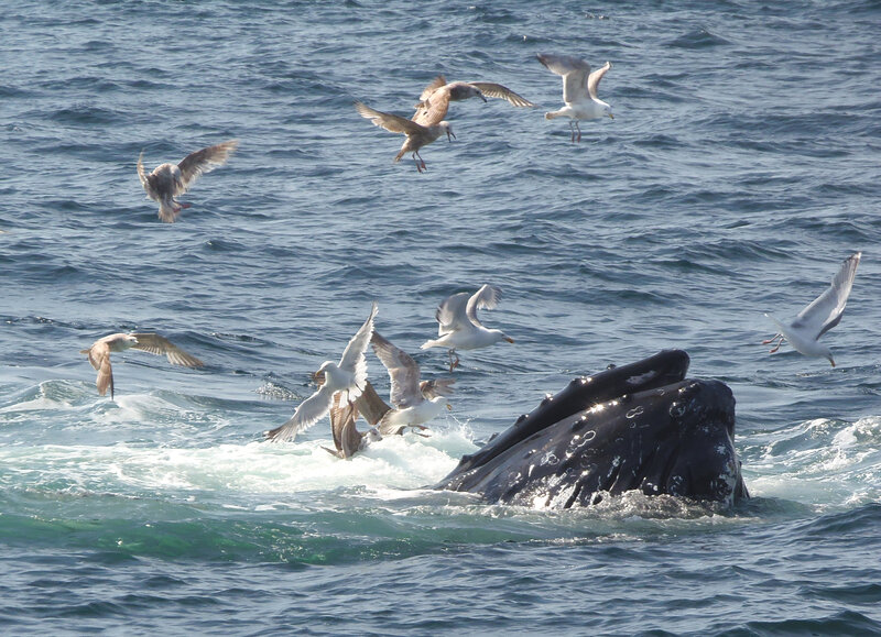 Humpback Whale Surfacing — Blue, Dynamic