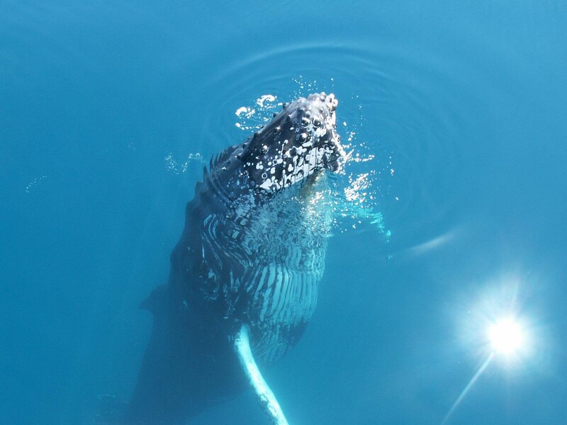 Humpback Whale Surfacing — Blue