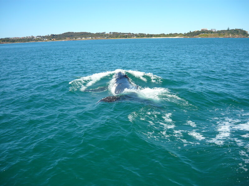 Humpback Whale Surfacing