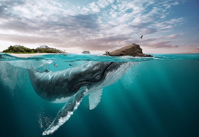 Humpback Whale Swimming — Blue, Serene, Afternoon, Photograph, Island