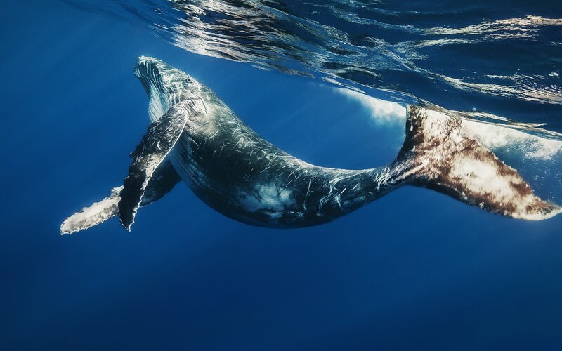 Humpback Whale Swimming — Blue, Serene, Afternoon, Photograph, Ocean, Surface