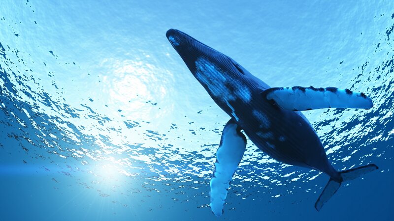 Humpback Whale Swimming — Blue, Serene, Afternoon