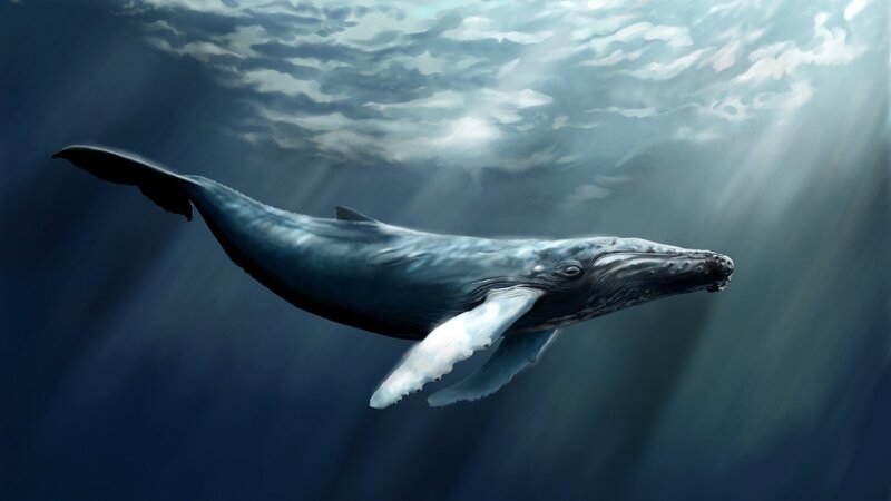 Humpback Whale Swimming — Blue, Serene