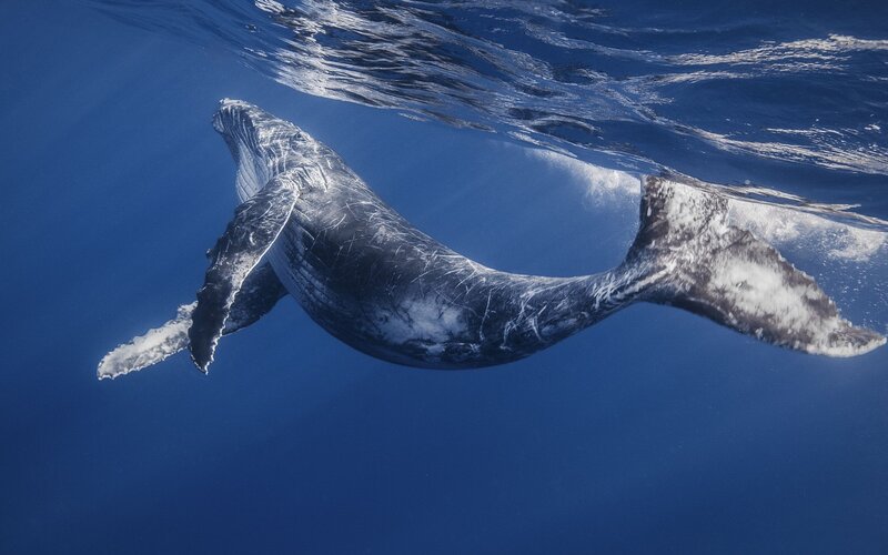 Humpback Whale Swimming — Blue