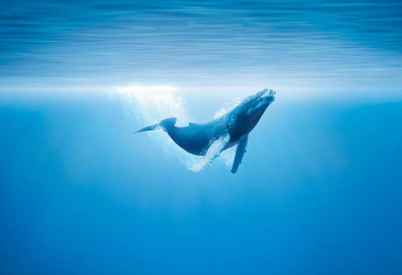 Humpback Whale Swimming