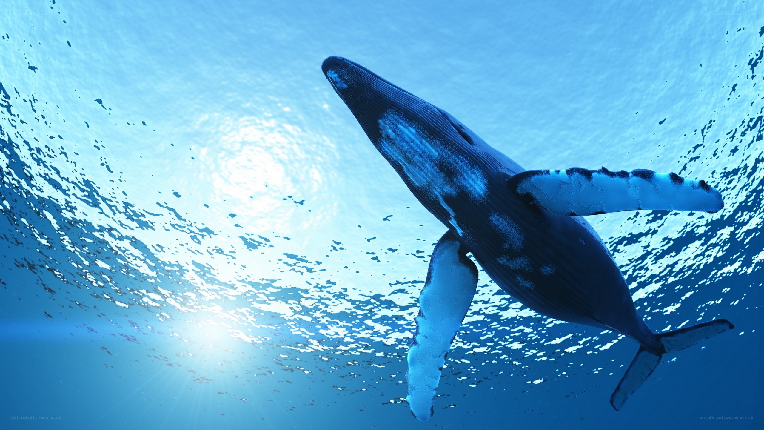humpback whale swimming underwater