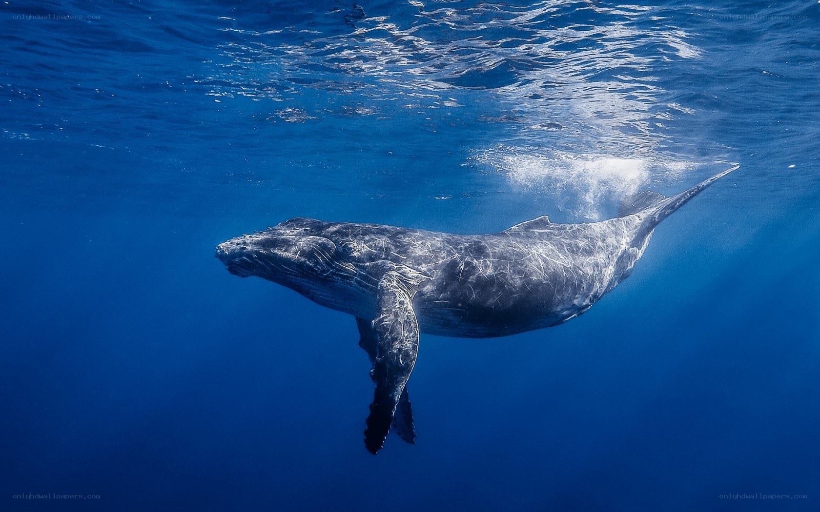 humpback whale swimming underwater