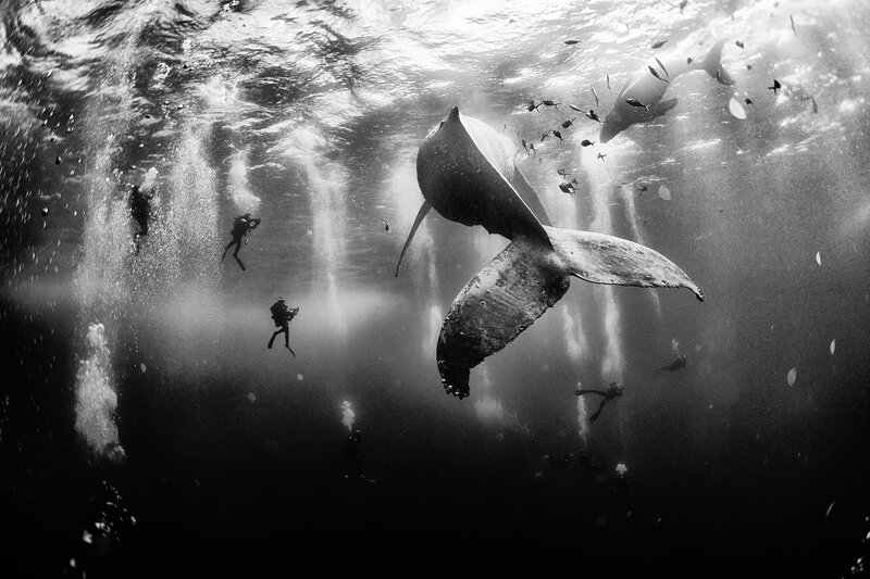 Humpback Whale Tail — Black, Dramatic