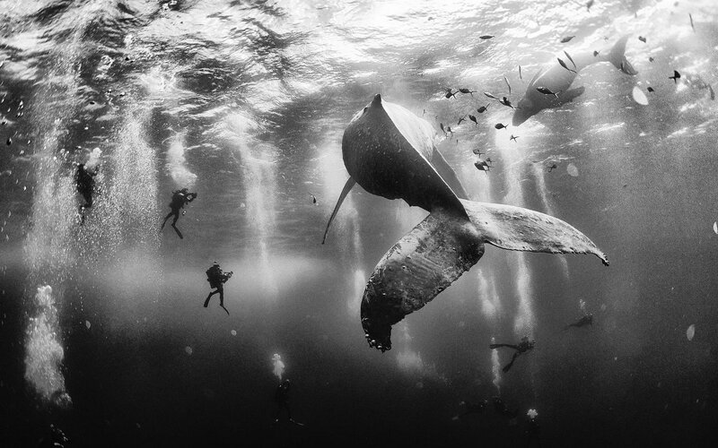 Humpback Whale Tail — Black