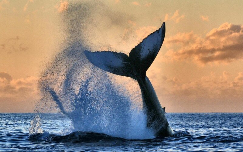 Humpback Whale Tail — Blue, Dramatic, Sunset