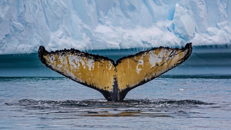 Humpback Whale Tail — Blue, Dramatic
