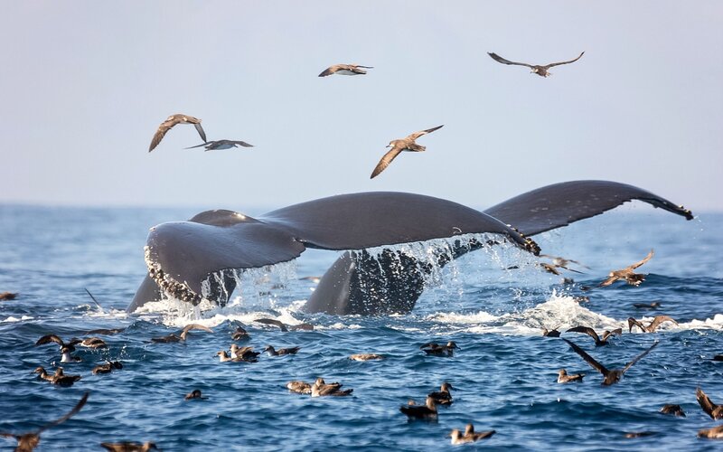Humpback Whale Tail — Blue, Dynamic, Afternoon