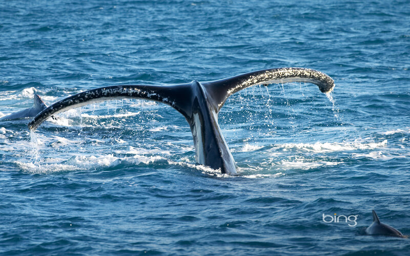 Humpback Whale Tail — Blue, Dynamic