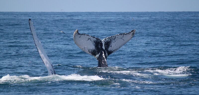 Humpback Whale Tail — Blue, Serene, Afternoon
