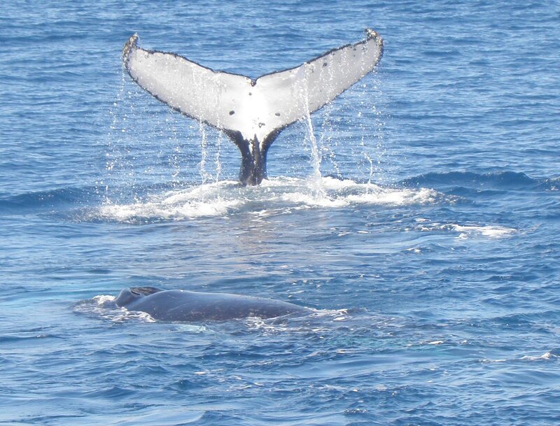 Humpback Whale Tail — Blue, Serene