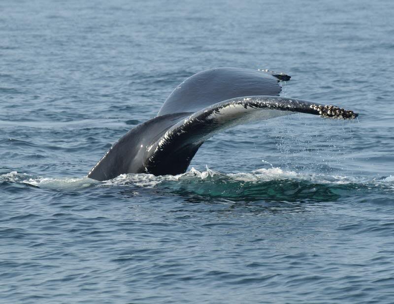Humpback Whale Tail — Blue