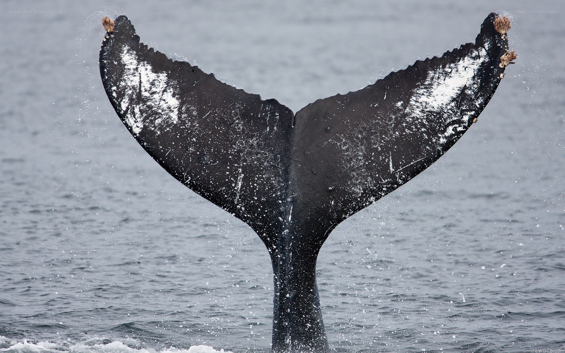 Humpback whale tail fluke