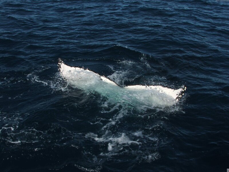 Humpback whale tail fluke