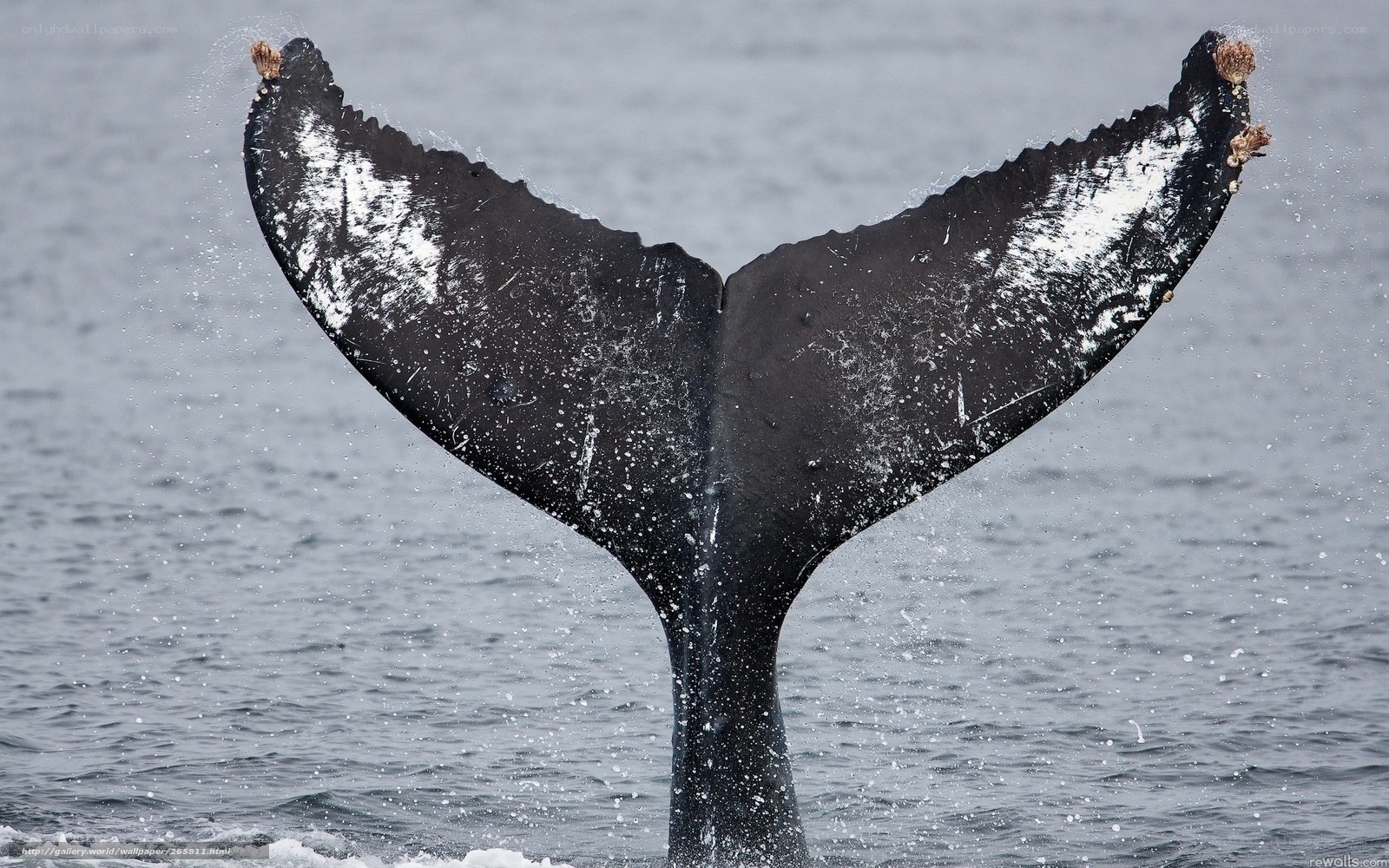 Humpback whale tail fluke