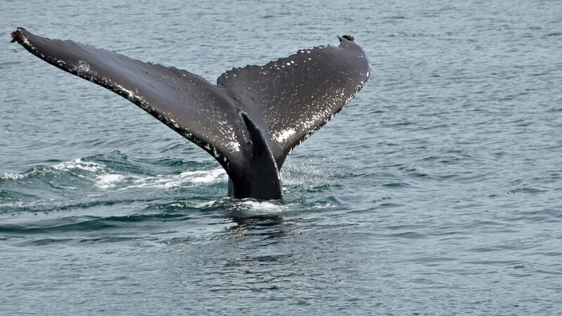 Humpback Whale Tail — Gray, Calm