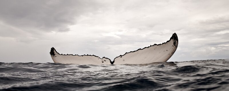 Humpback Whale Tail — Gray, Dramatic
