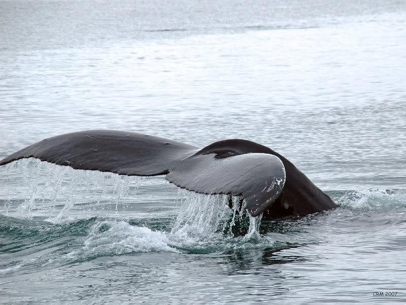 Humpback Whale Tail — Gray