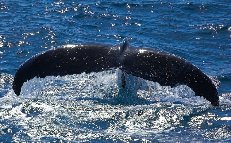 Humpback Whale Tail