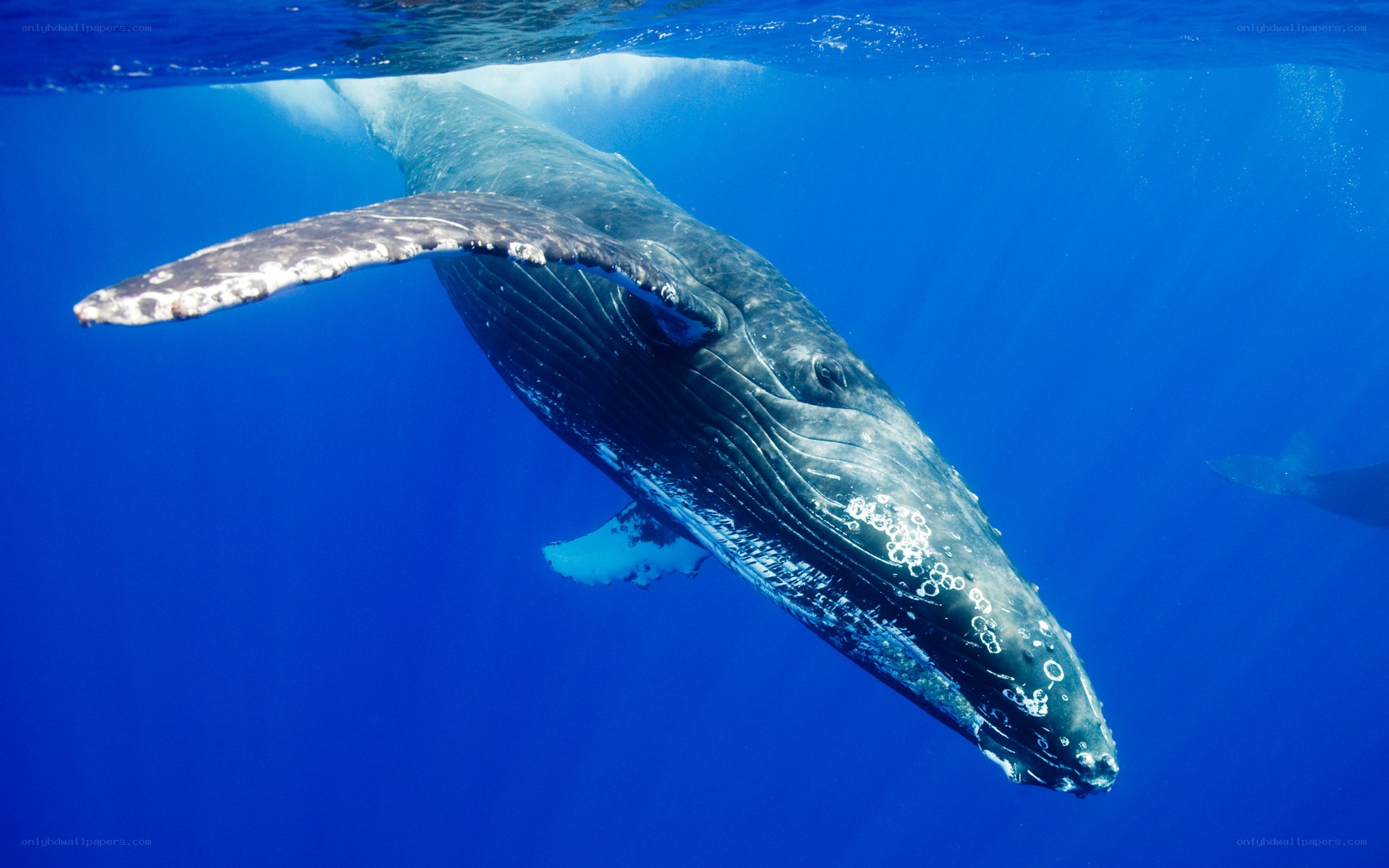 Humpback whale underwater