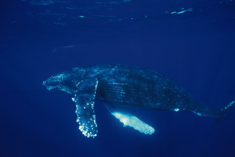 Humpback whale underwater