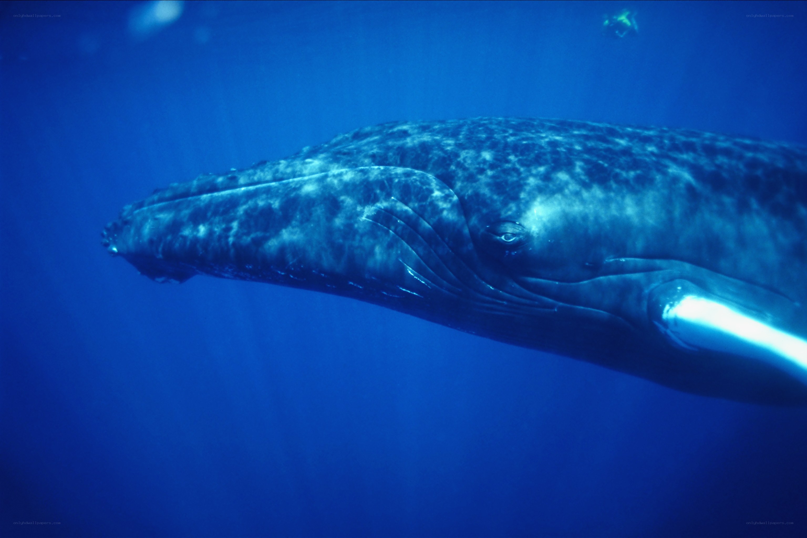 humpback whale underwater