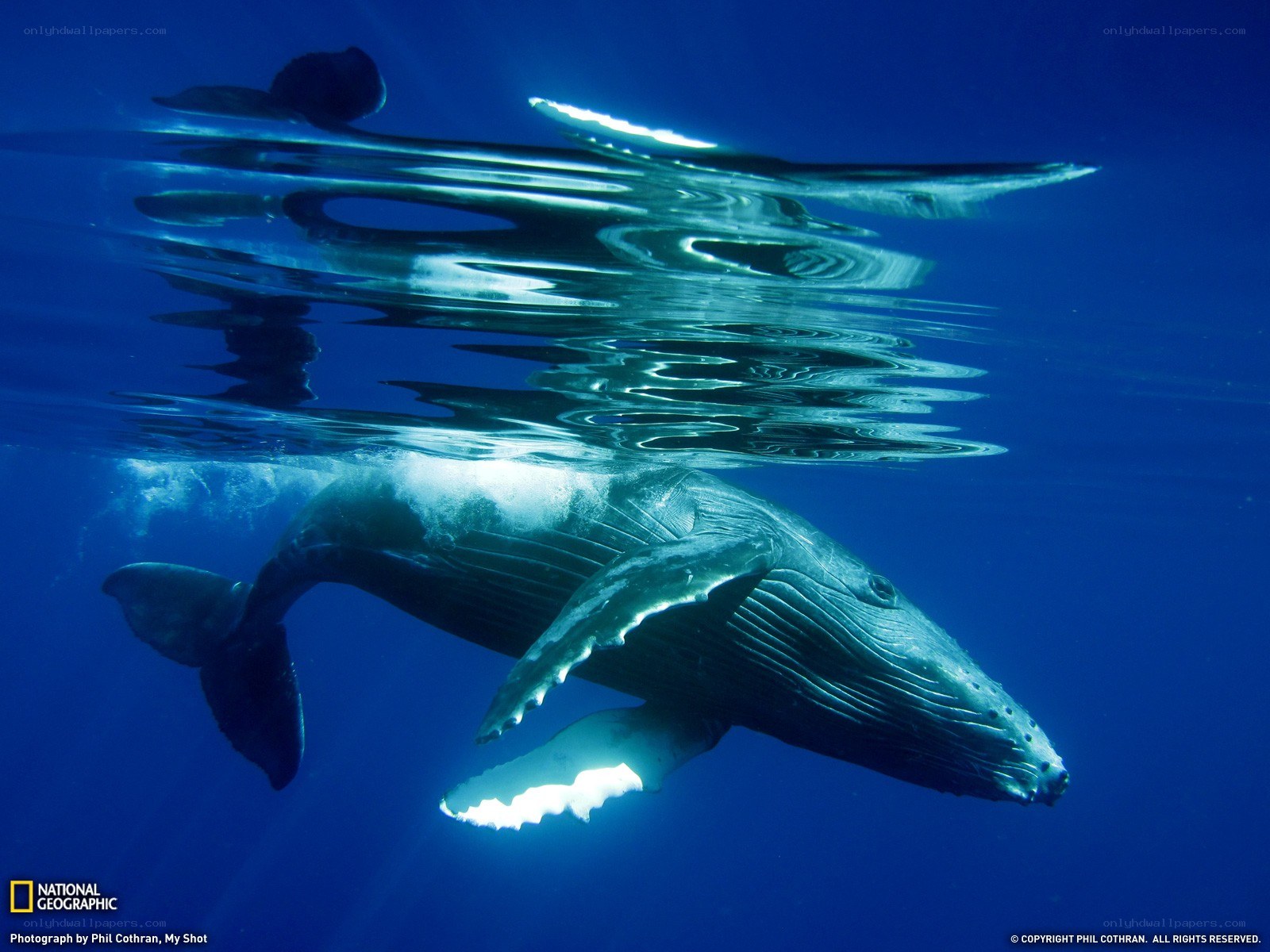 Humpback whale underwater