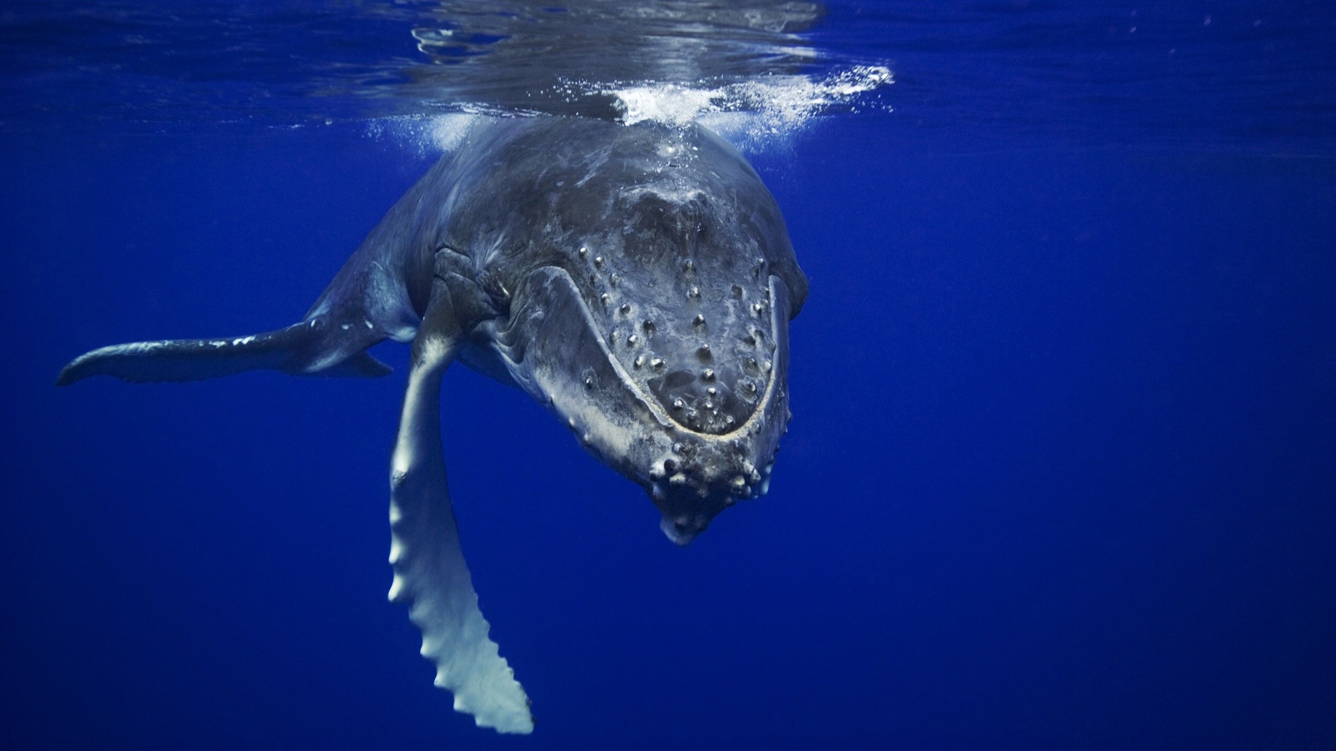 humpback whale underwater